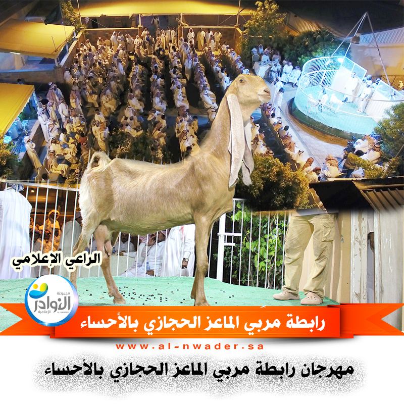 فعاليات مهرجان رابطة مربي الماعز الحجازي بالأحساء 1438/8/9 هجري