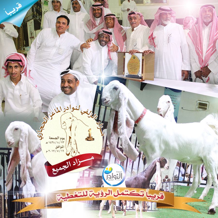 فعاليات مزاد الزلفي للماعز الحجازي 23 / 8 / 1438 هـ