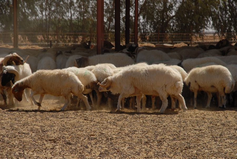 التحكم في إدارة القطيع يحافظ على الإنتاج الجيد والنجاح المستمر
