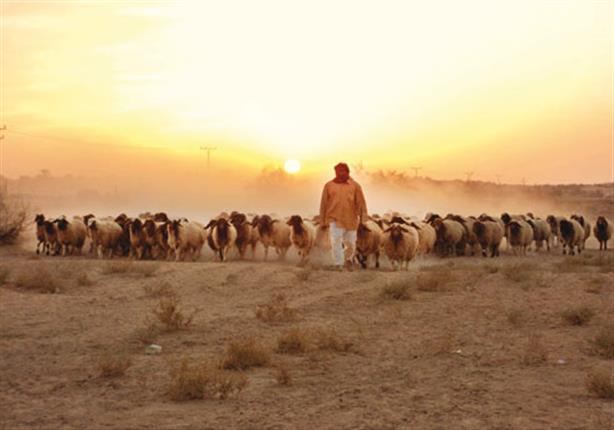 حكم لعن الأغنام