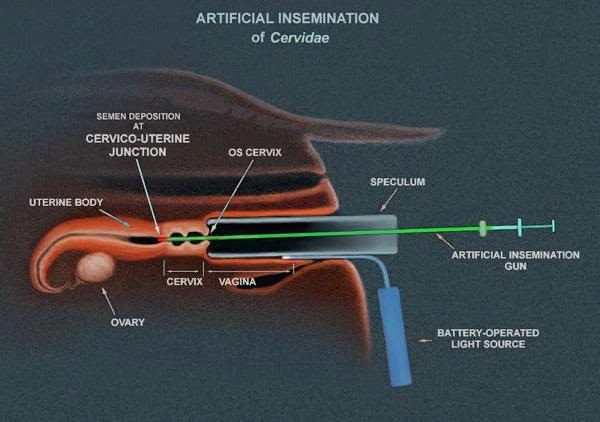 حكم استعمال الأسفنجة المعقمة والإبرة الثنائية لتحسين إنتاج الأغنام