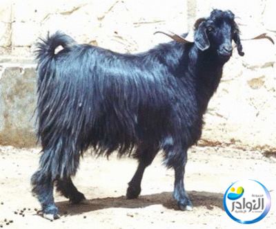 الماعز البرقي الماعز الصحراوي 