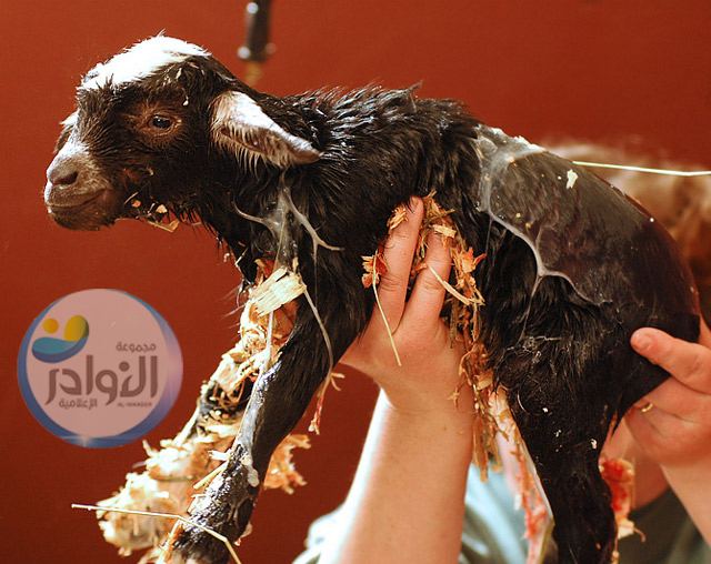 أسباب الإسهال في الحيوانات الرضيعة