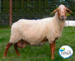 نعاج أو كباش العواسي