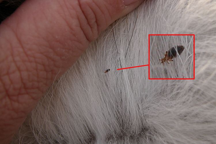 مرض القمل لدى الماعز