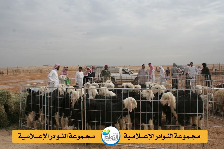 مربي الأغنام المهني .. هذا زمانك