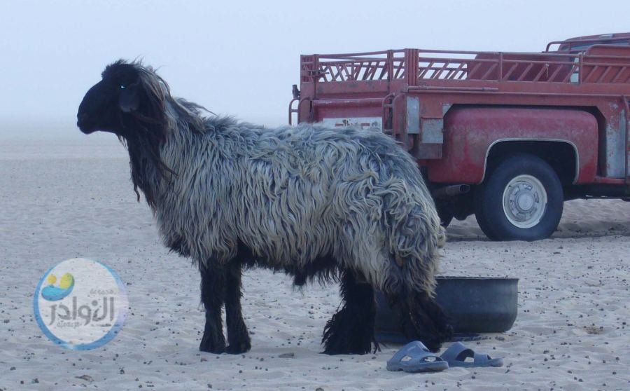 أغنام العُرُب