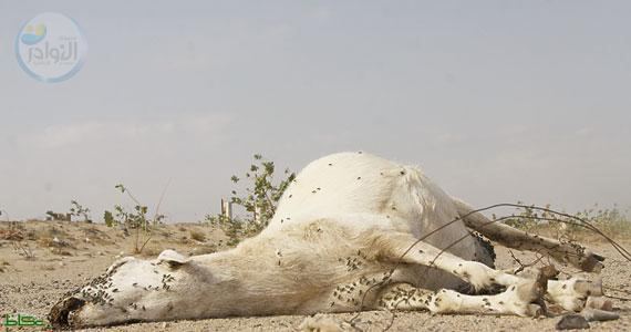 التخلص من الحيوانات النافقة