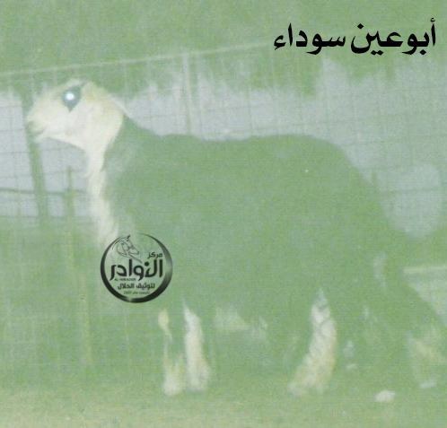 ابوعين سوداء