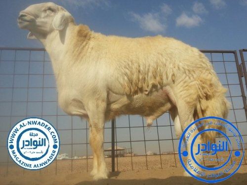 توثيق عرض رقم 410 من حلال المالك/سعد الجدعاني (أبوعصام)