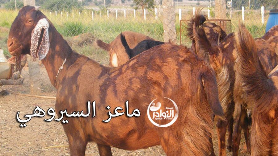 ماعز السيروهي