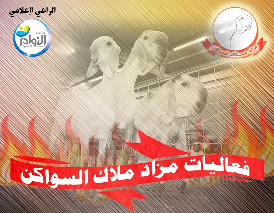 فعاليات مزاد ملاك السواكن لعام 1440 هجري 